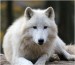 vlk-arkticky-zoo-brno-4914