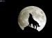 wolf-howl-moon-silhouette-full-moon-159922